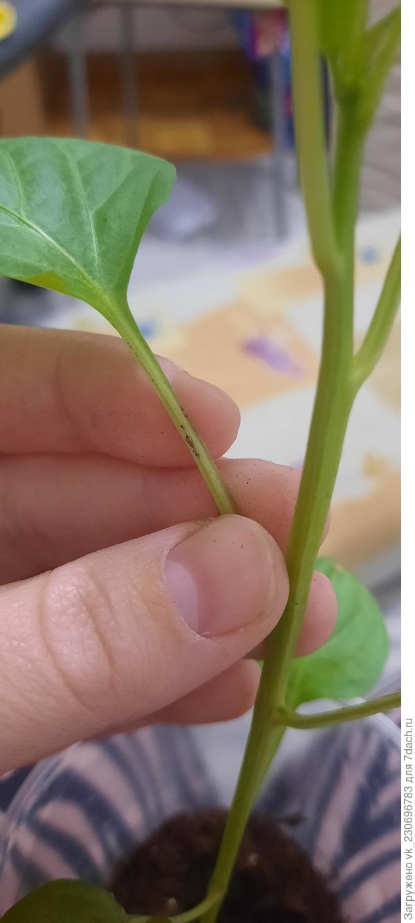 И на стеблей начала появляться чернота