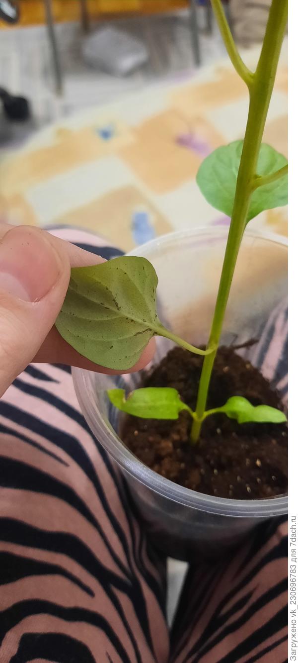 Это с обратной стороны перца