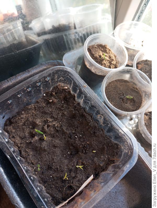 Предположительно Королева.