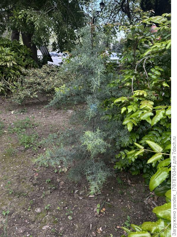 На фотографии хвойное? Как оно называется?