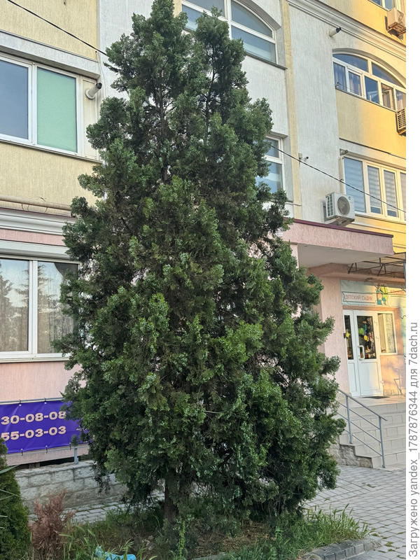 Что это за вид или сорт хвойного дерева на фотографии?