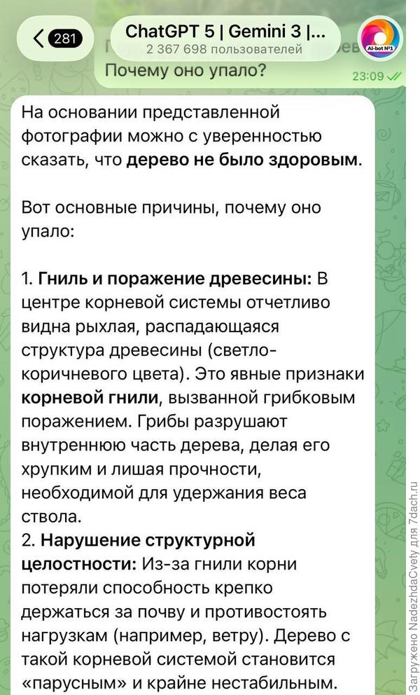 когда есть гниль в корнях, то дерево плохо держится за почву
