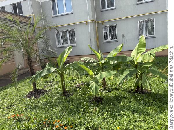 Бананы на солнце