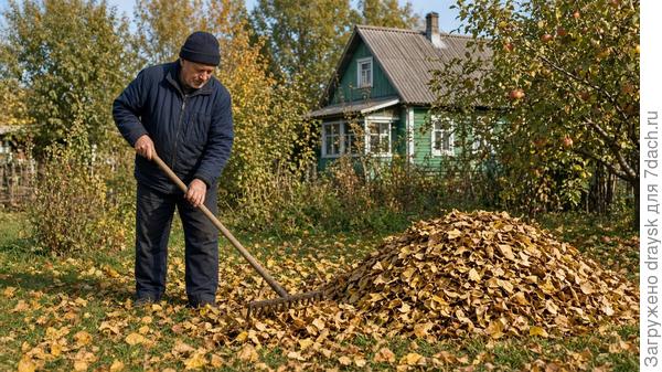Листья с паданцами сгребают, а не оставляют под деревьями