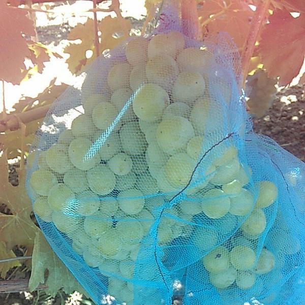 Виноград 2016 г.