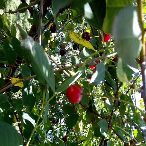 спелая вишня растет вдоль тропинки