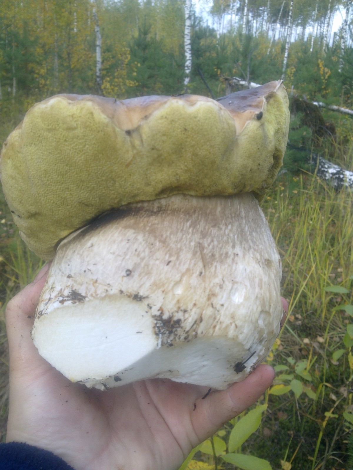 Пшеничный гриб. Белый гриб ранний. Настоящий белый гриб. Псевдо белый гриб. Молодой белый гриб.