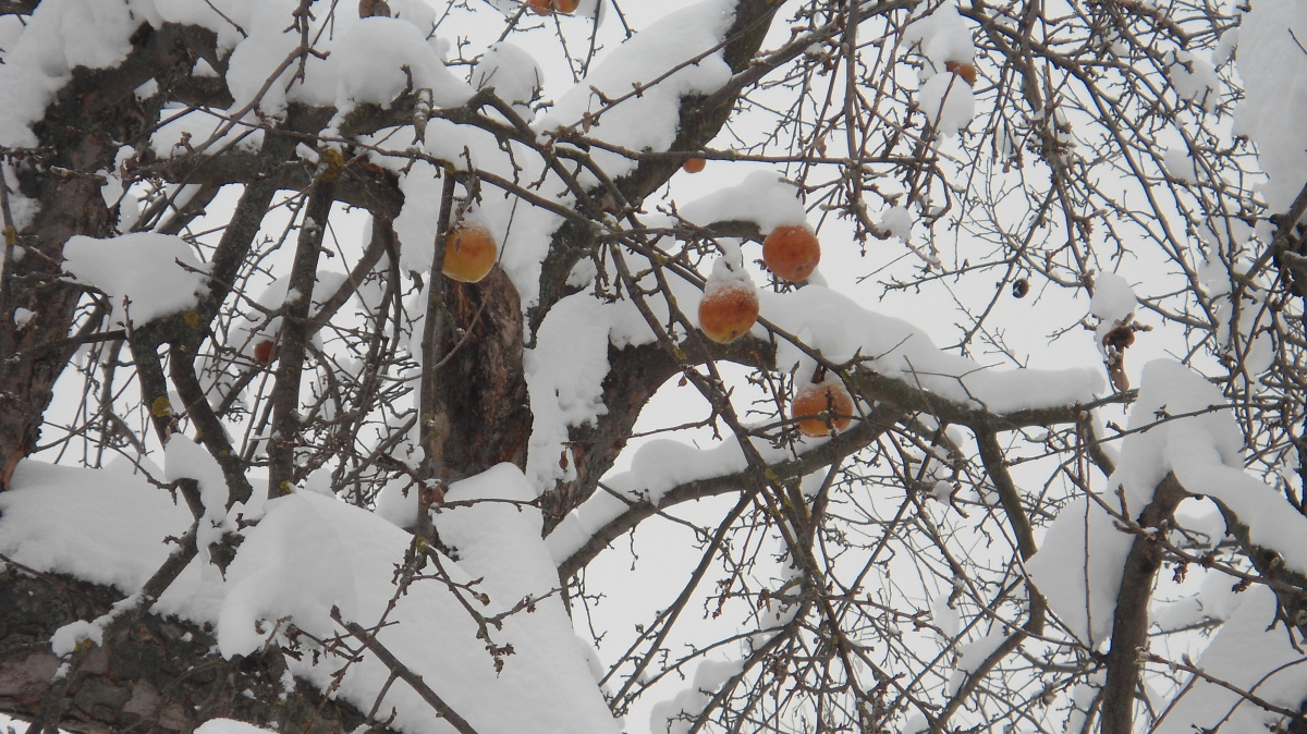 Какую помощь человек может оказать зимой яблоньке. Садовые деревья в снегу. Подрезка яблонь зимой. Какую помощь человек может оказать зимой яблоньке. Какую помощь человек может оказать зимой яблоньке.