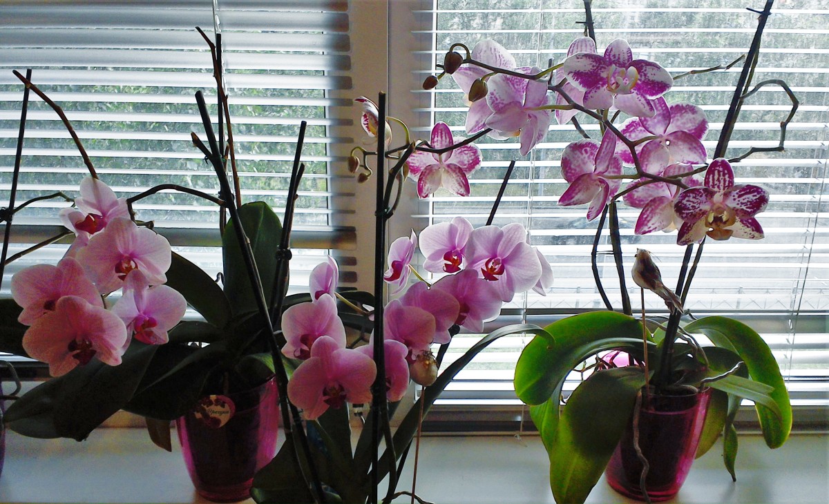 Орхидеи зимой как ухаживать. Орхидеи на подоконнике. Орхидея фаленопсис на подоконнике. Фаленопсисы на подоконнике. Красивые орхидеи на подоконнике.