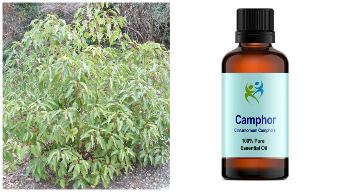 Растения с камфорой, касторкой и мастиксом: особенности выращивания и ...