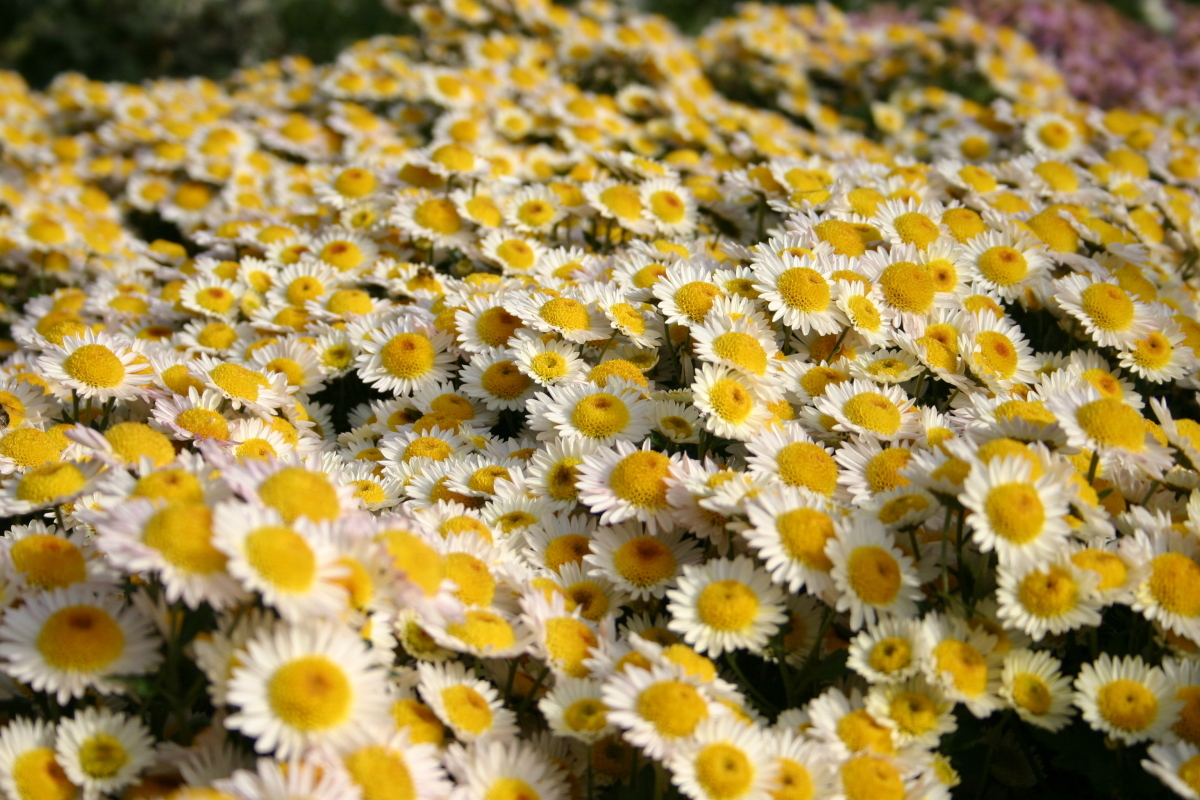 Хризантема садовая Русское поле, фото автора