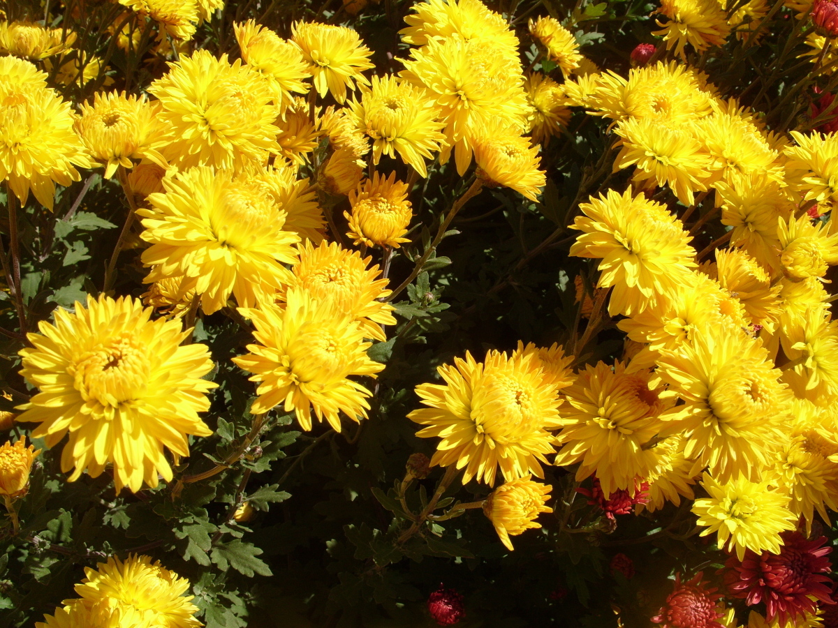 Хризантема садовая Золотой ключик, фото автора