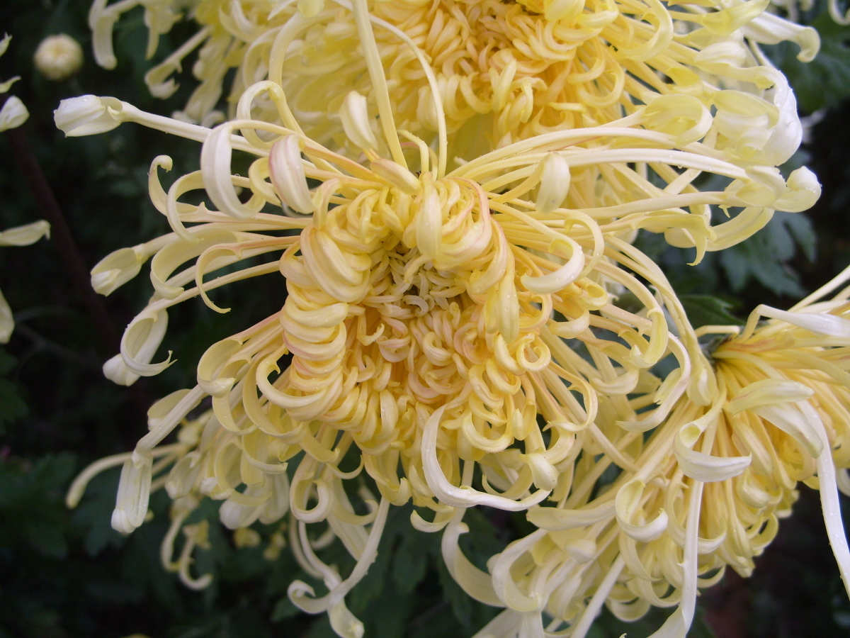 Хризантема садовая Пусть всегда будет солнце, фото автора