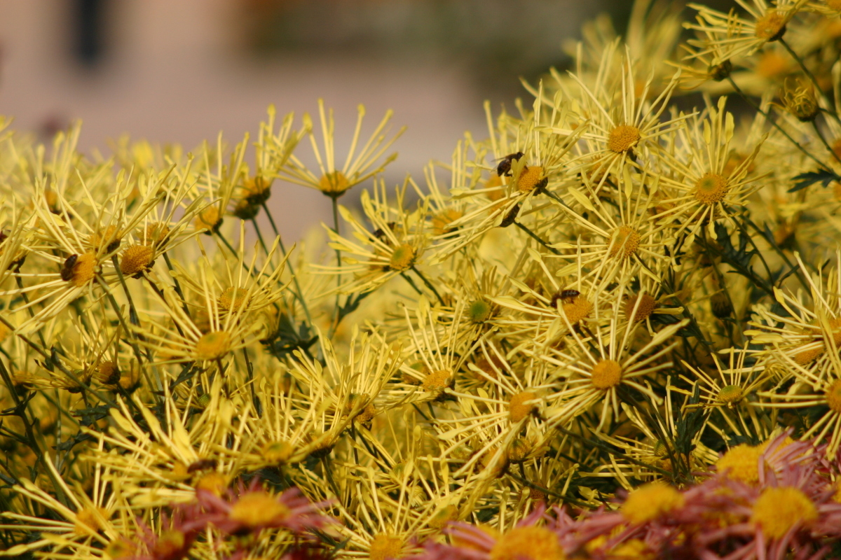 Хризантема садовая Золотой паучок, фото автора
