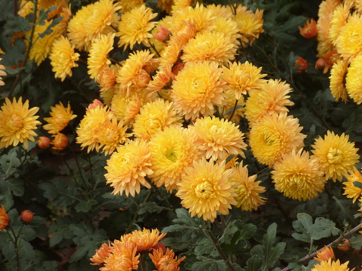 Хризантема садовая Янтарь, фото автора