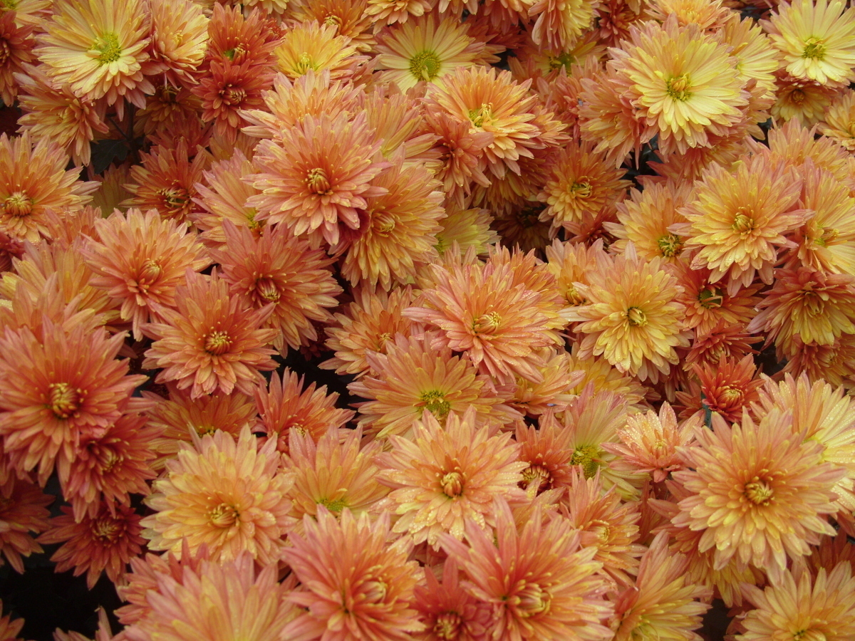 Хризантема садовая Никитская осень, фото автора