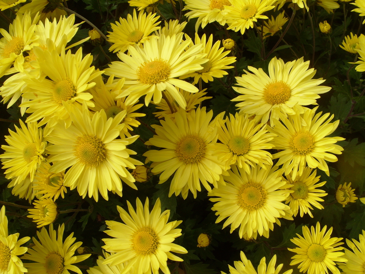 Хризантема садовая Золотой подсолнух, фото автора