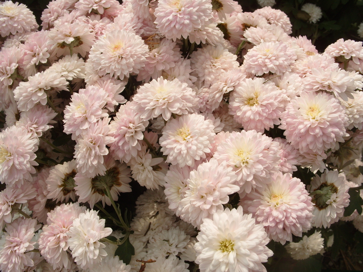 Хризантема садовая Славяночка, фото автора