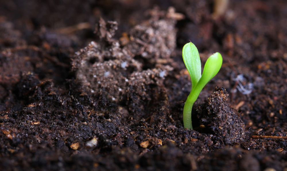 Правильный грунт может дать растению все необходимое и защитить от того, что ему вредит