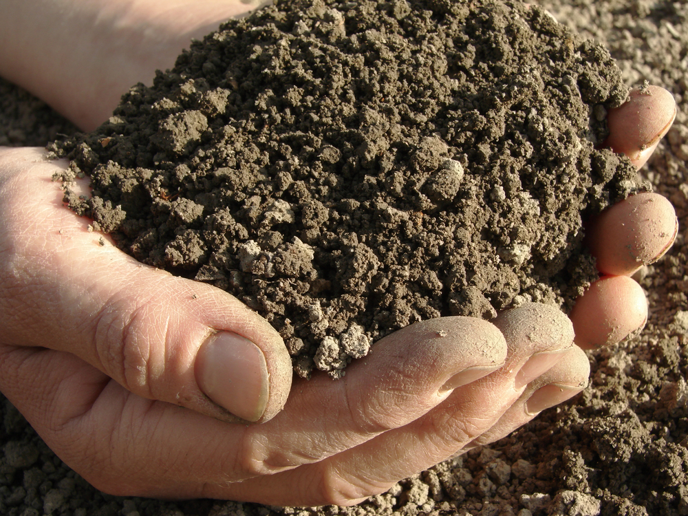 Обычный грунт можно превратить в идеальную почву для рассады