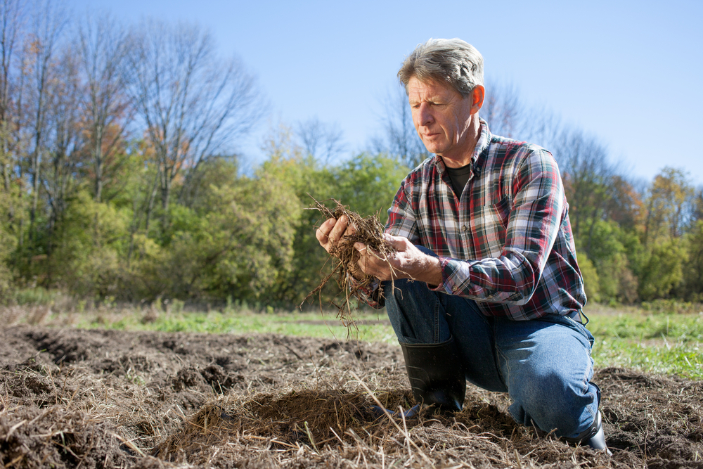 Насколько плодородна наша почва?