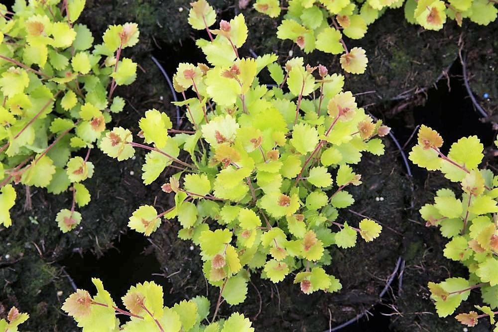 Берёза карликовая сорта Golden Treasure. Фото с сайта leendersplants.nl