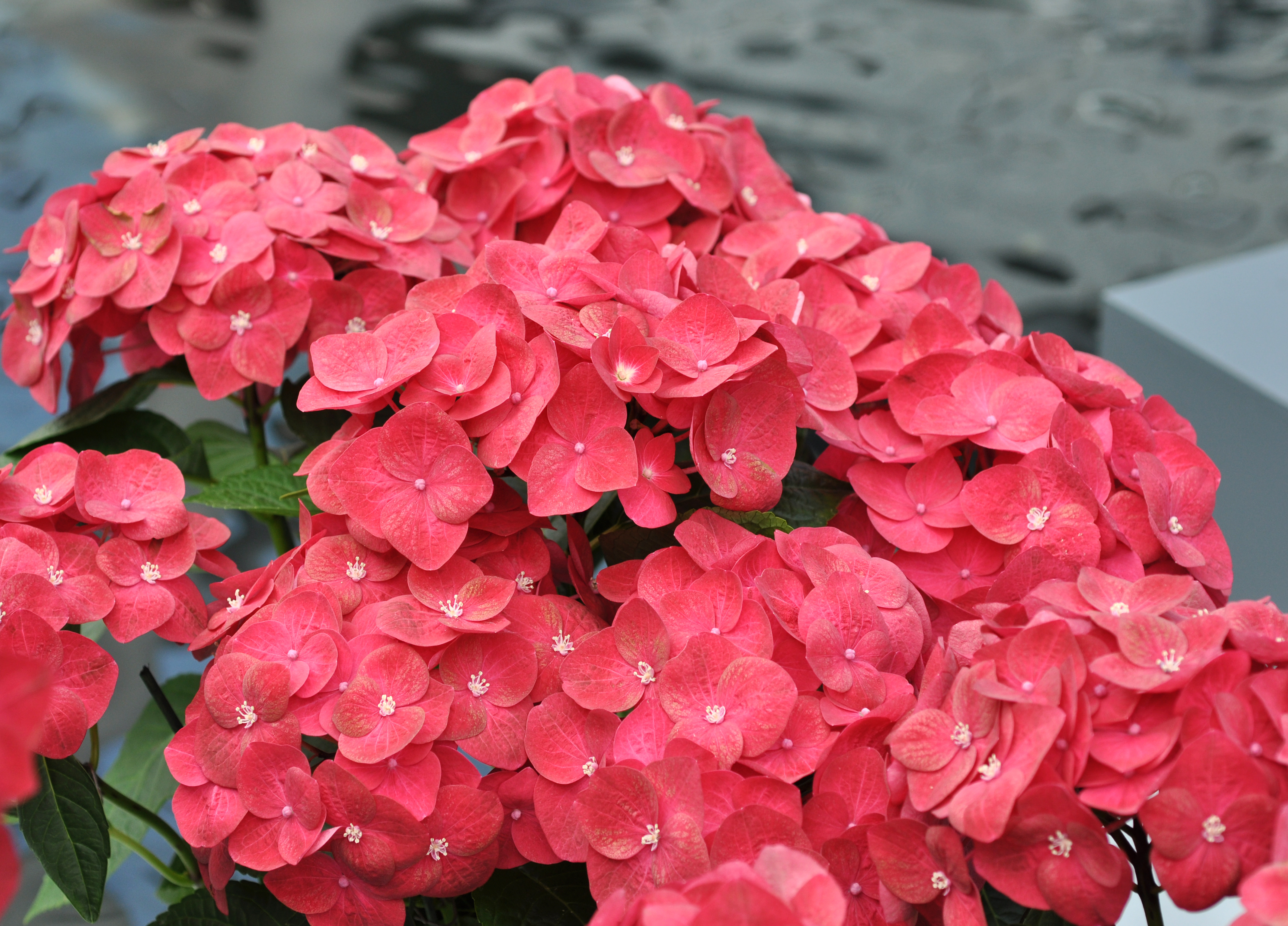 Гортензия крупнолистная 'Paris'. Фото Сергея Коваленко ()