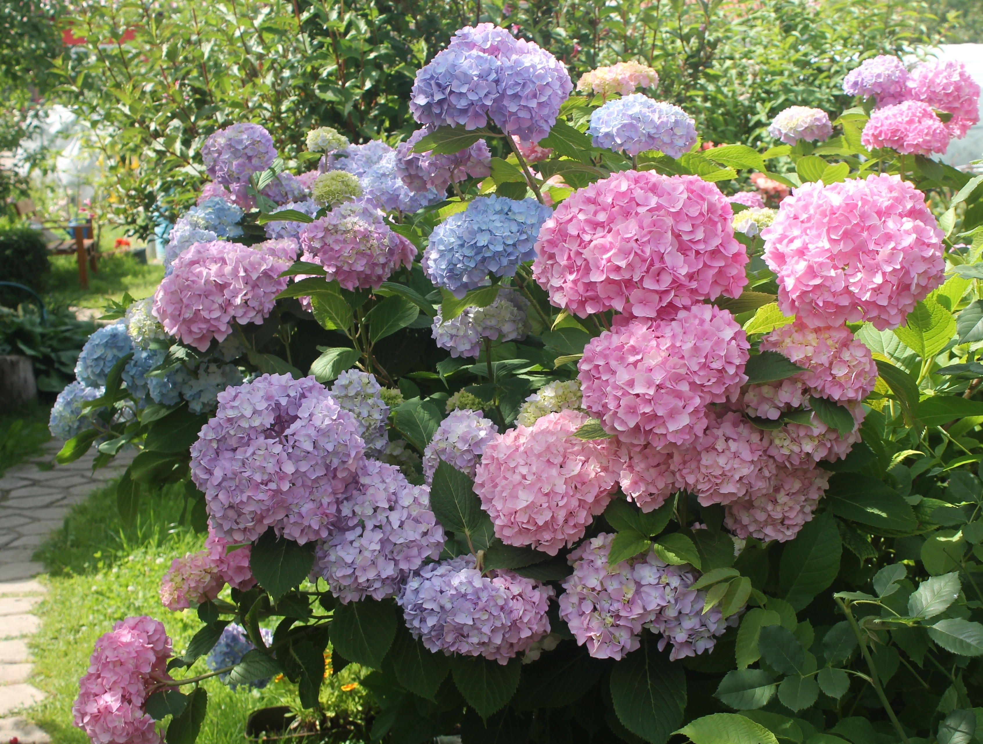 Гортензия крупнолистная 'Endless Summer'. Фото