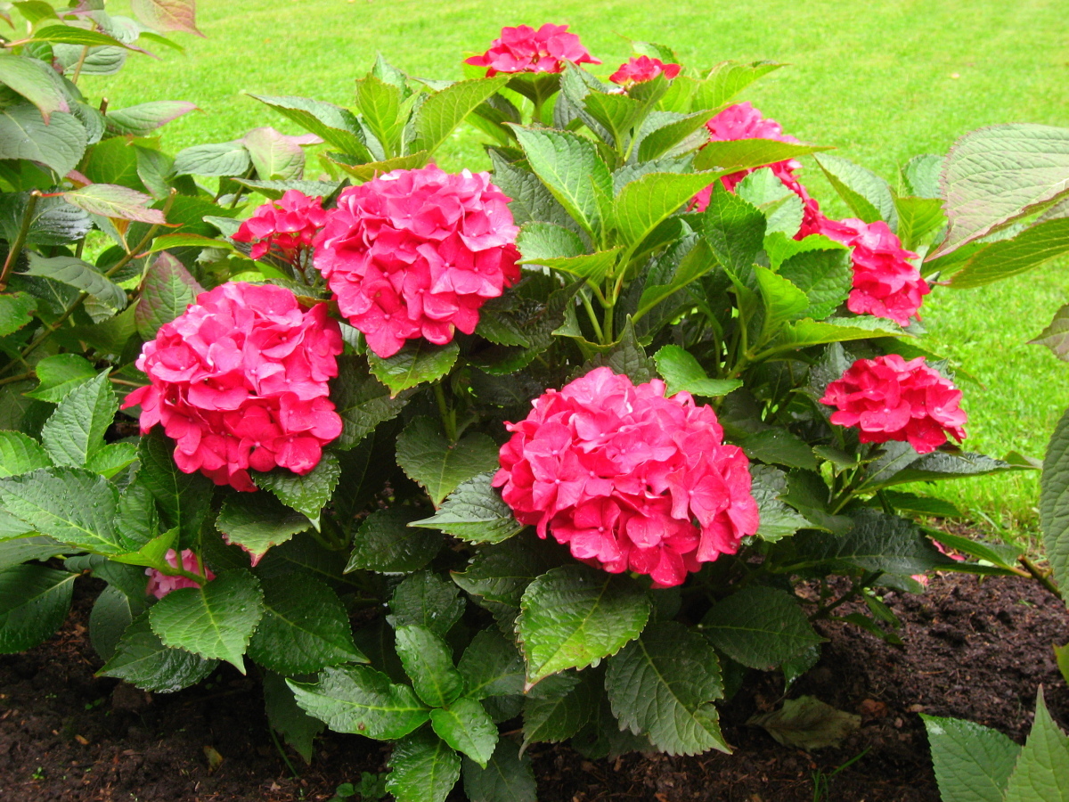 Гортензия крупнолистная 'Red Sensation'. Фото