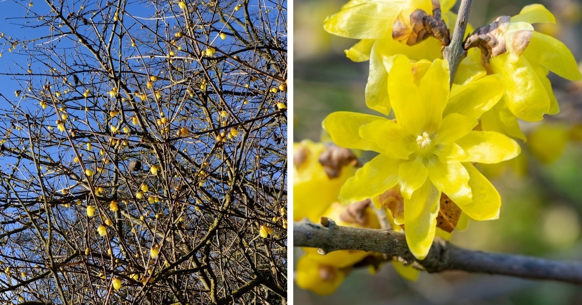 Зимоцвет ранний 'Luteus'