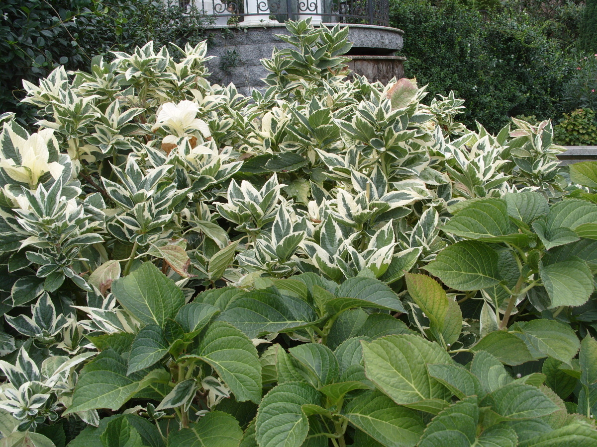 Гортензия крупнолистная Variegata