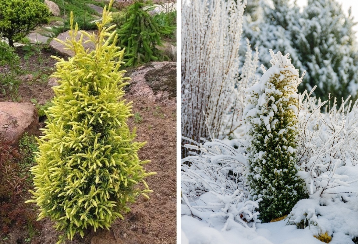 Слева: можжевельник обыкновенный 'Gold Cone' летом. Фото: © ЭДСР, . Справа: молодой кустарник зимой