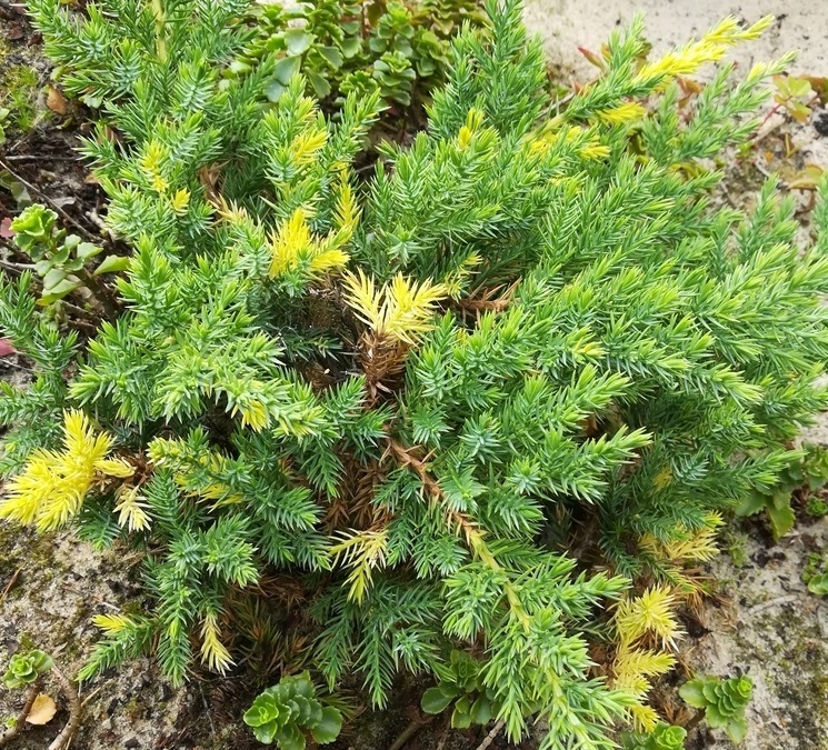 Можжевельник китайский 'Expansa Variegata'