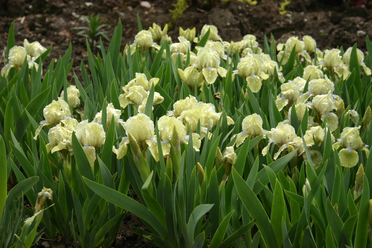 Цветет ирис бородатый карликовый Iris Seas