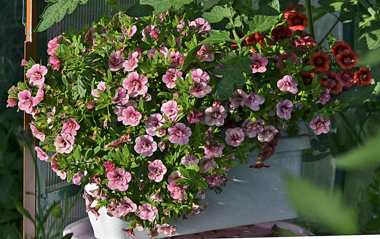 Калиброхоа Mini Compact Pink Double. Фото Зинаиды Федоровой