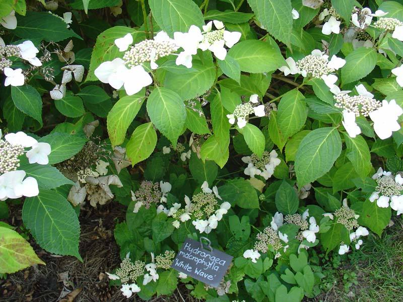 Гортензия крупнолистная 'White Wave'. Фото: © Татьяна Шахманова,