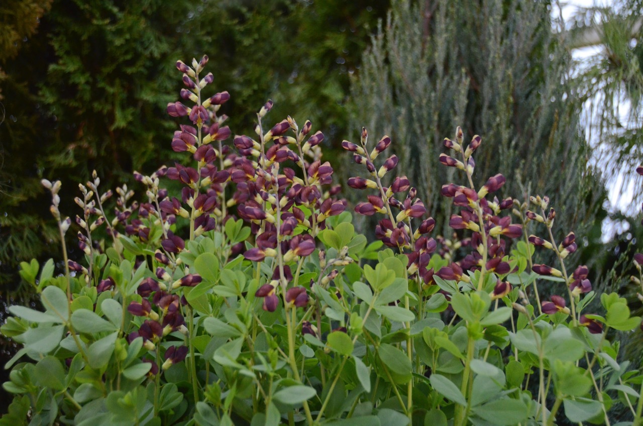 Баптизия южная Dutch Chocolate. Фото с сайта allplant.de