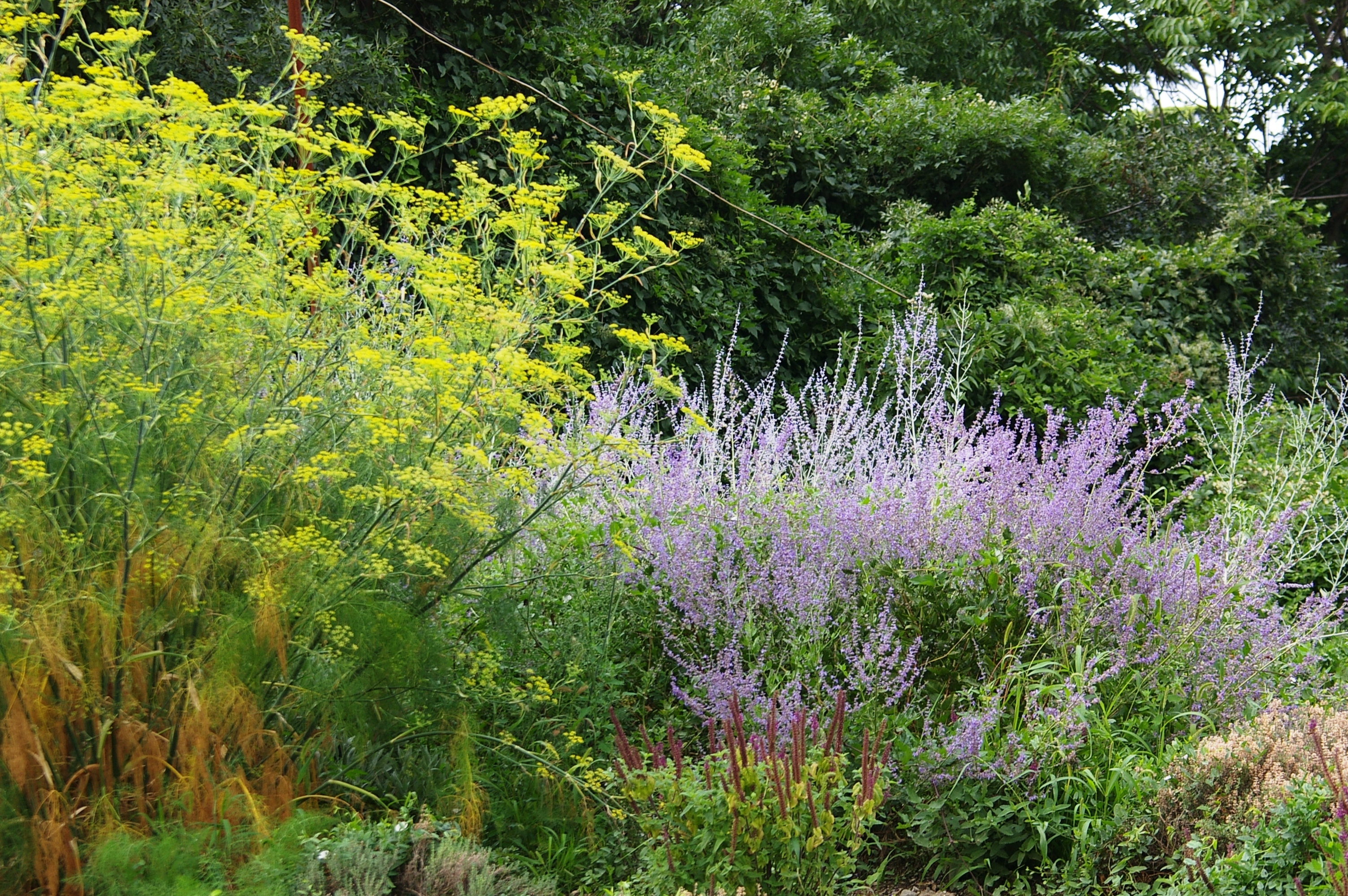 Фенхель и перовския лебедолистная — гармоничный дуэт. Фото  