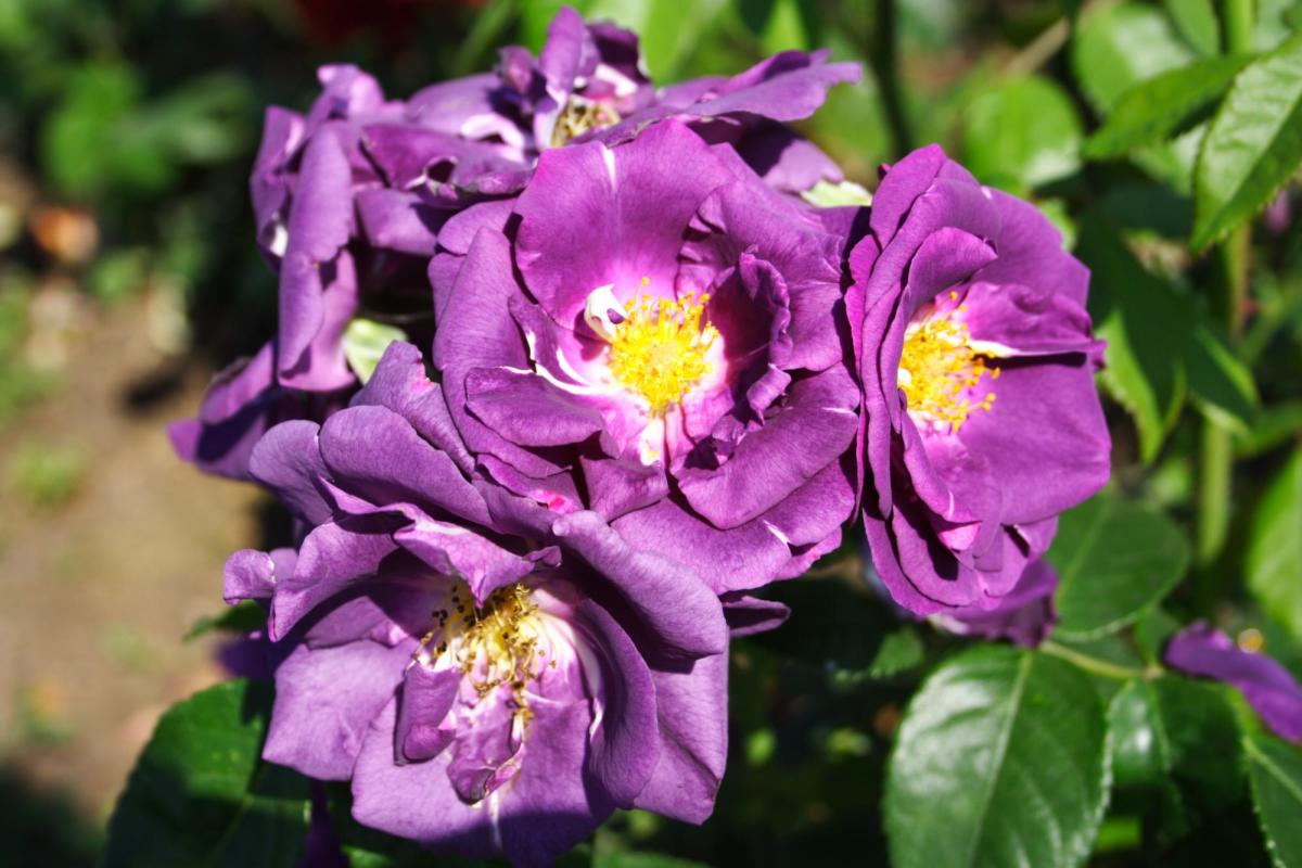 Rhapsody in Blue