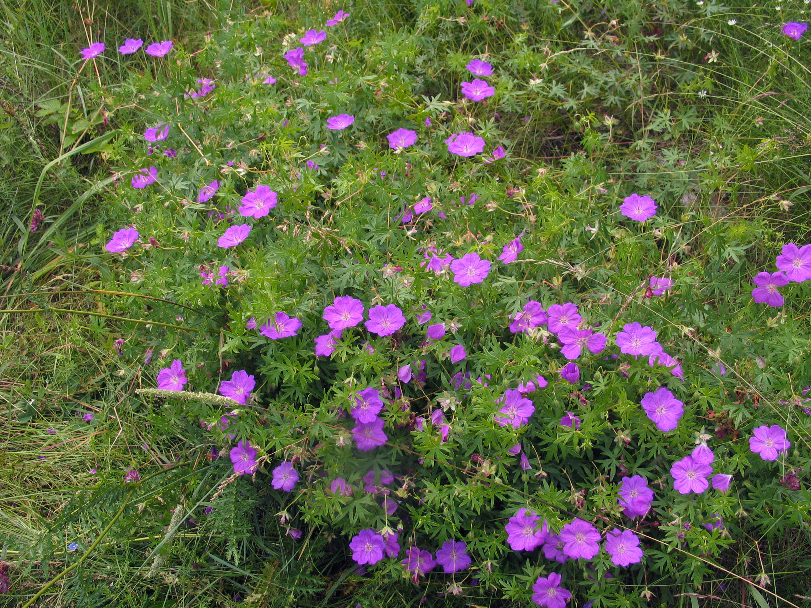 Герань кроваво-красная (Geranium sanguineum)
