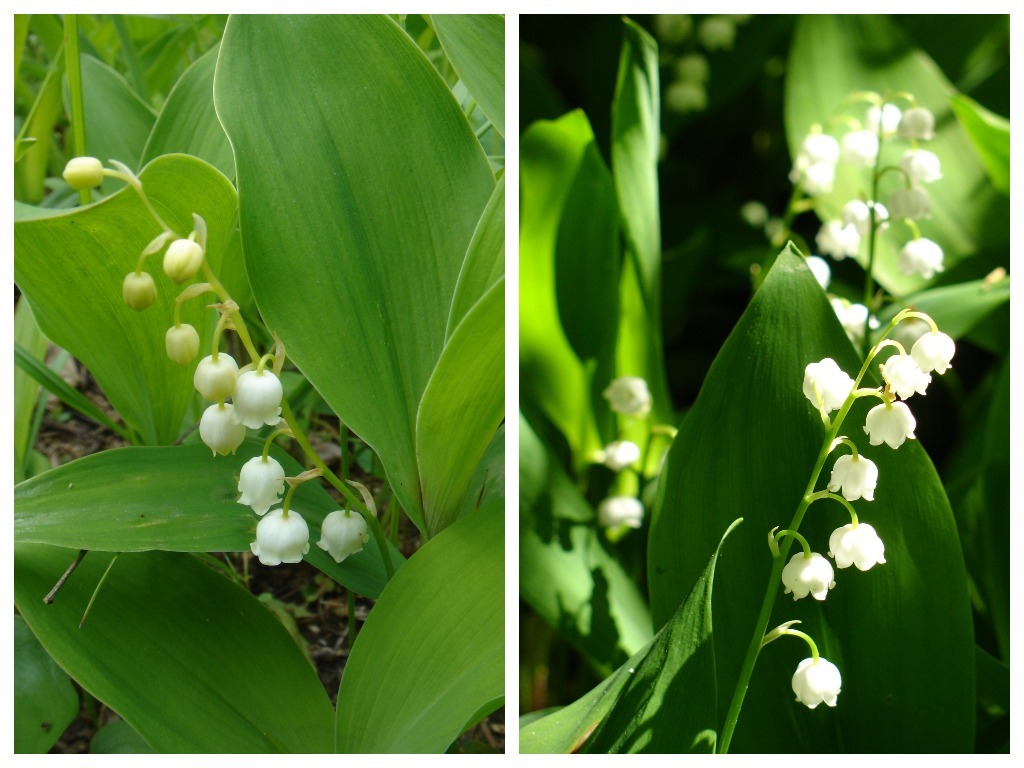 Слева - ландыш Кейзке (Convallaria keiskei), справа - ландыш майский (Convallaria majalis)