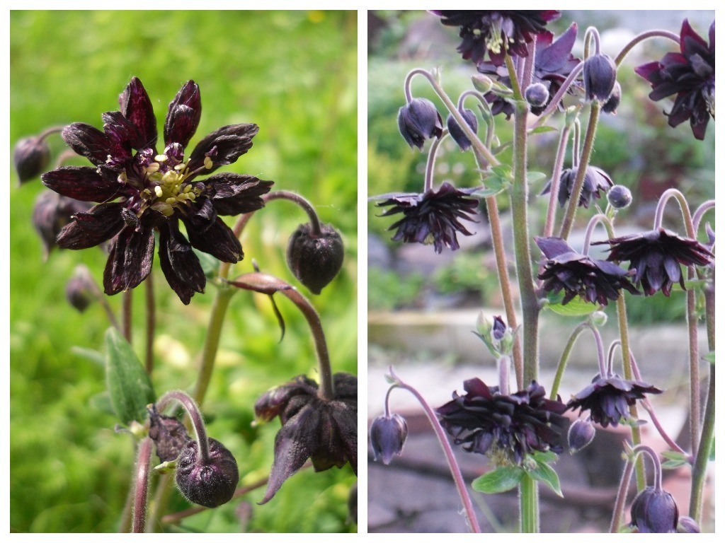 Аквилегия 'Black Barlow', фото автора