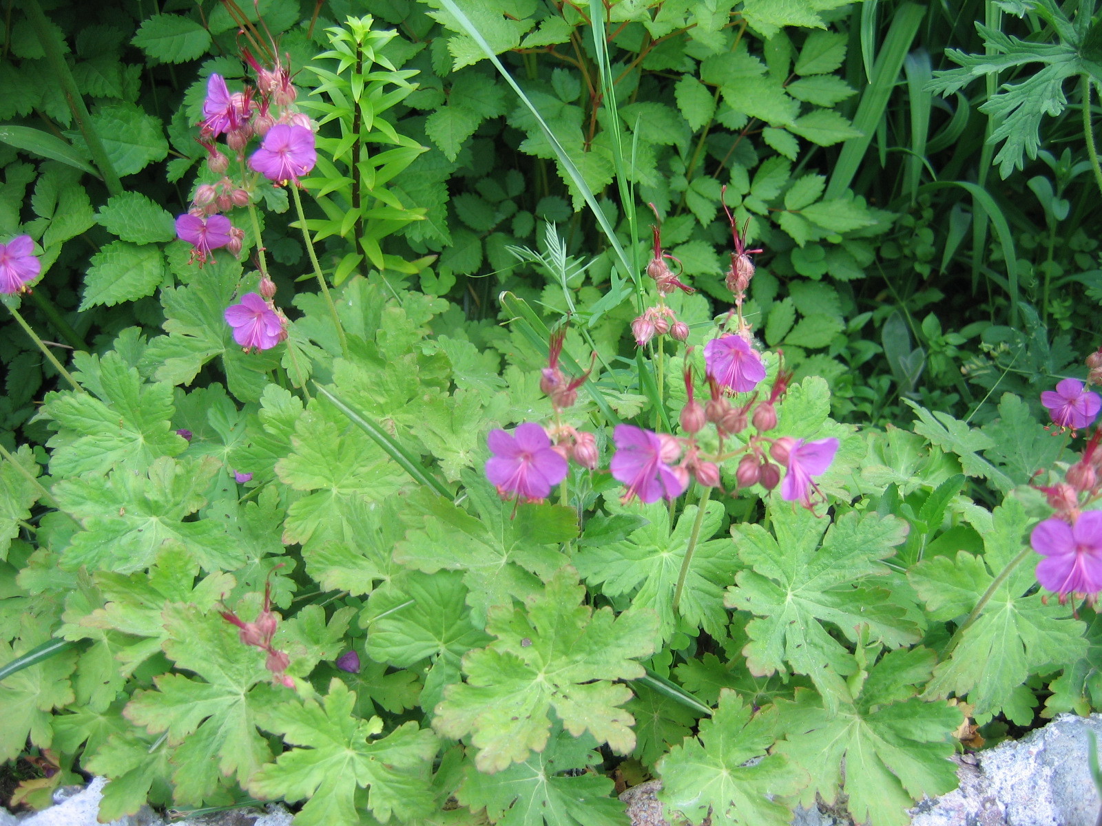 G. macrorrhizum `Spessart`