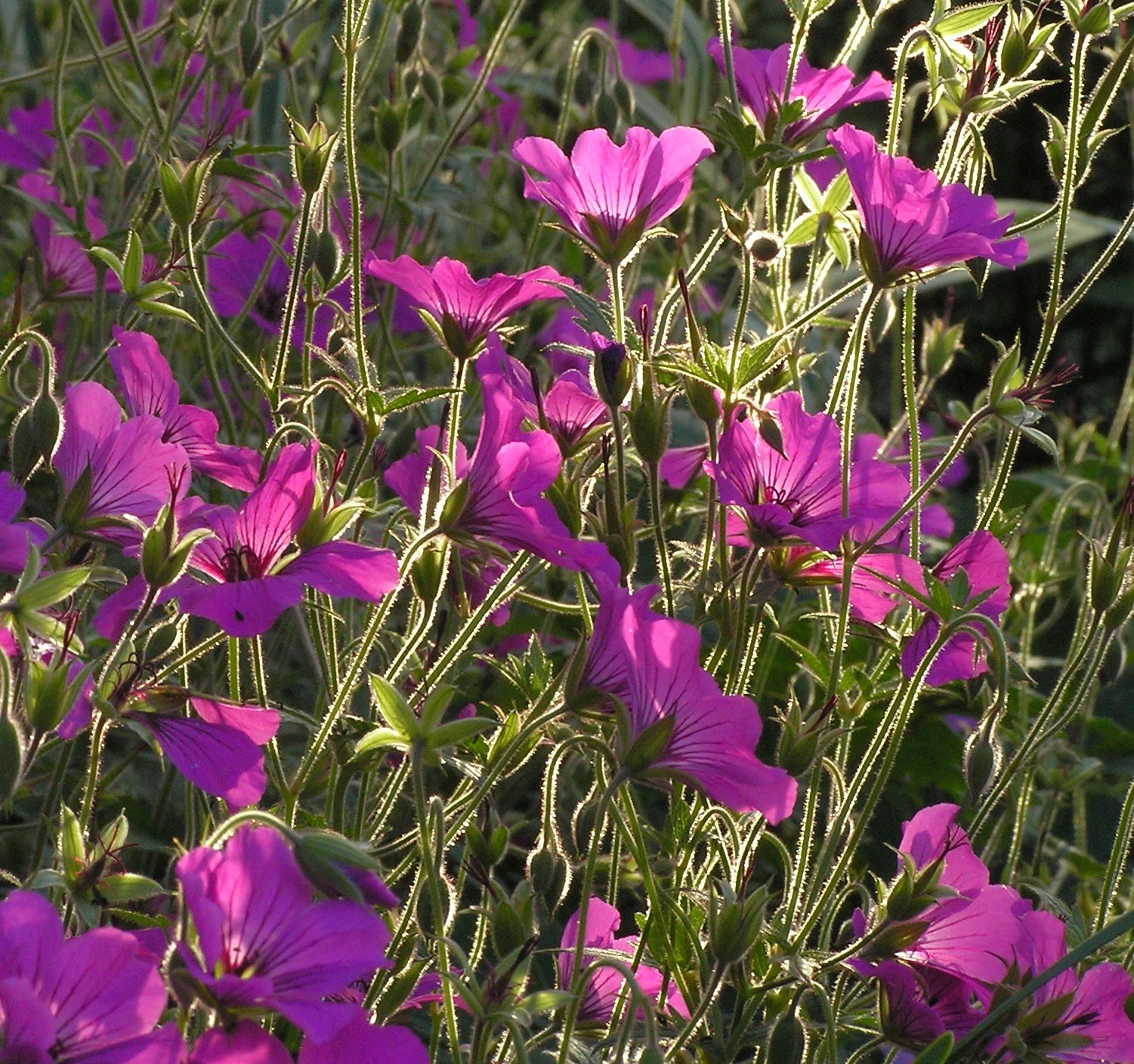 Geranium psilostemon 'Patricia'