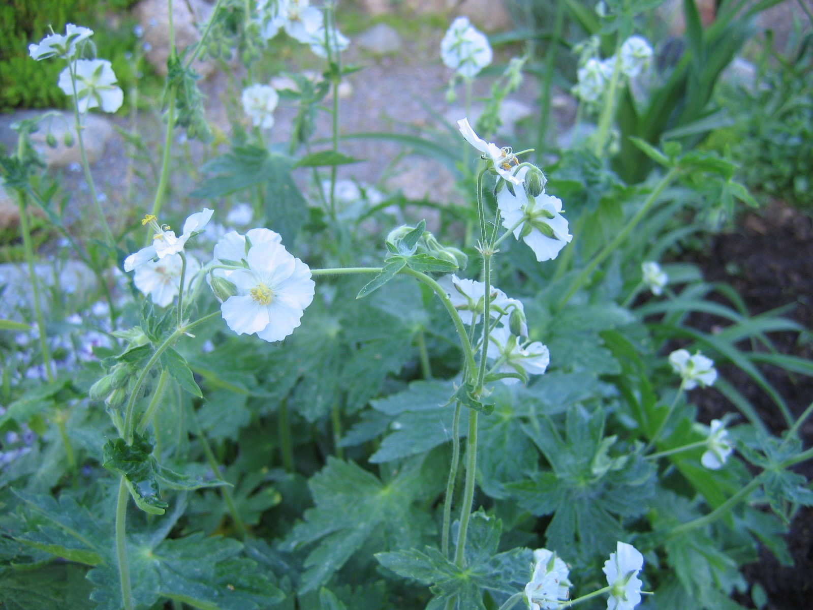 Geranium phaeum 'Album'