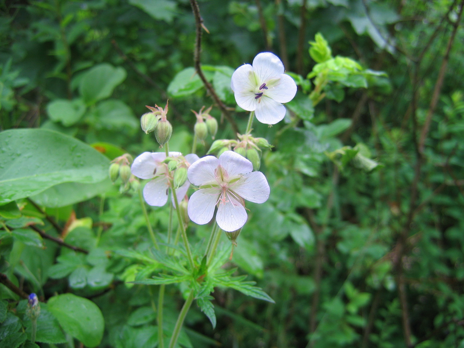 G. pratense 'Silver Queen'