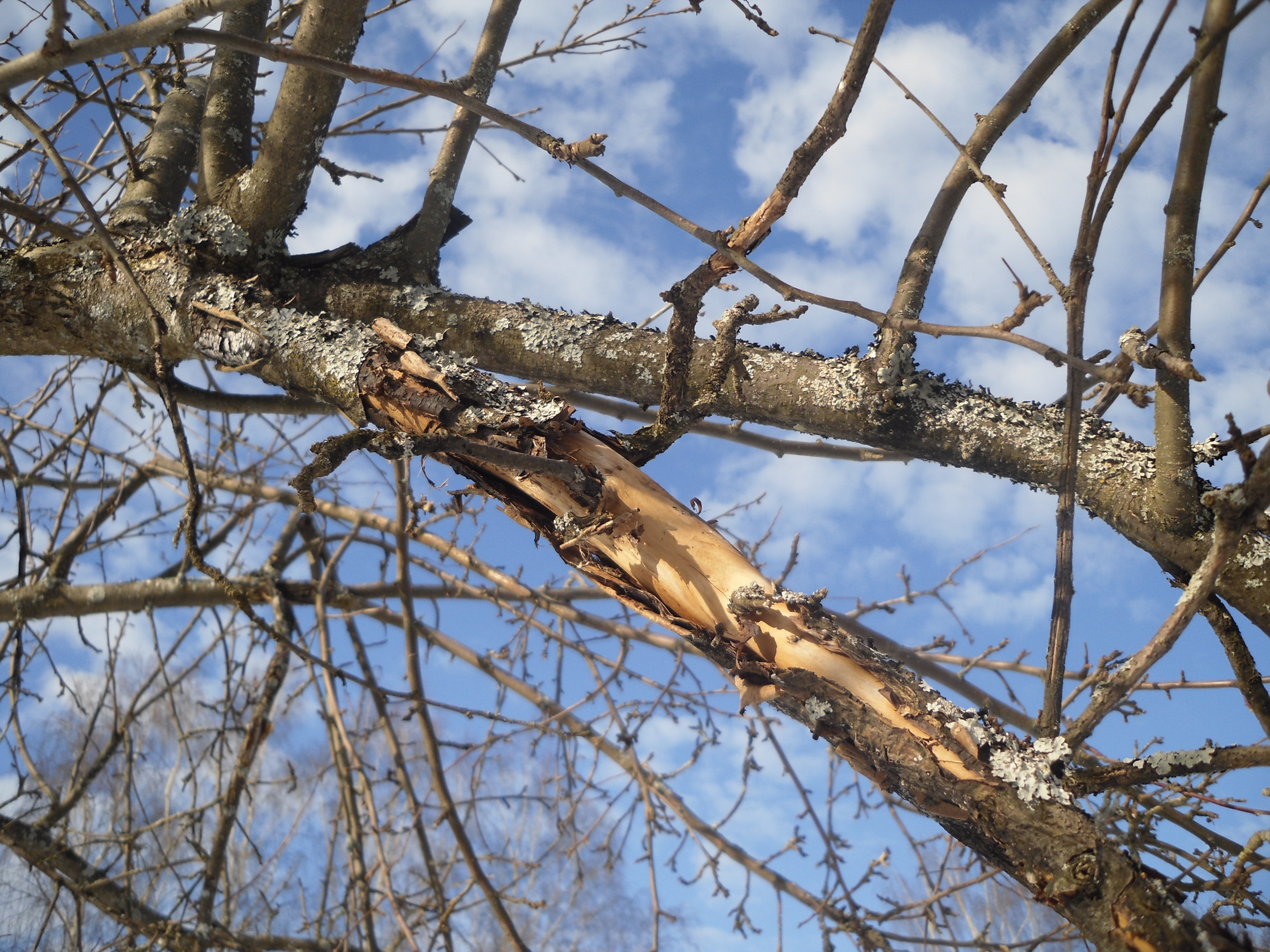 Сухие, сломанные, поврежденные ветви удалять необходимо в любом случае. Фото автора