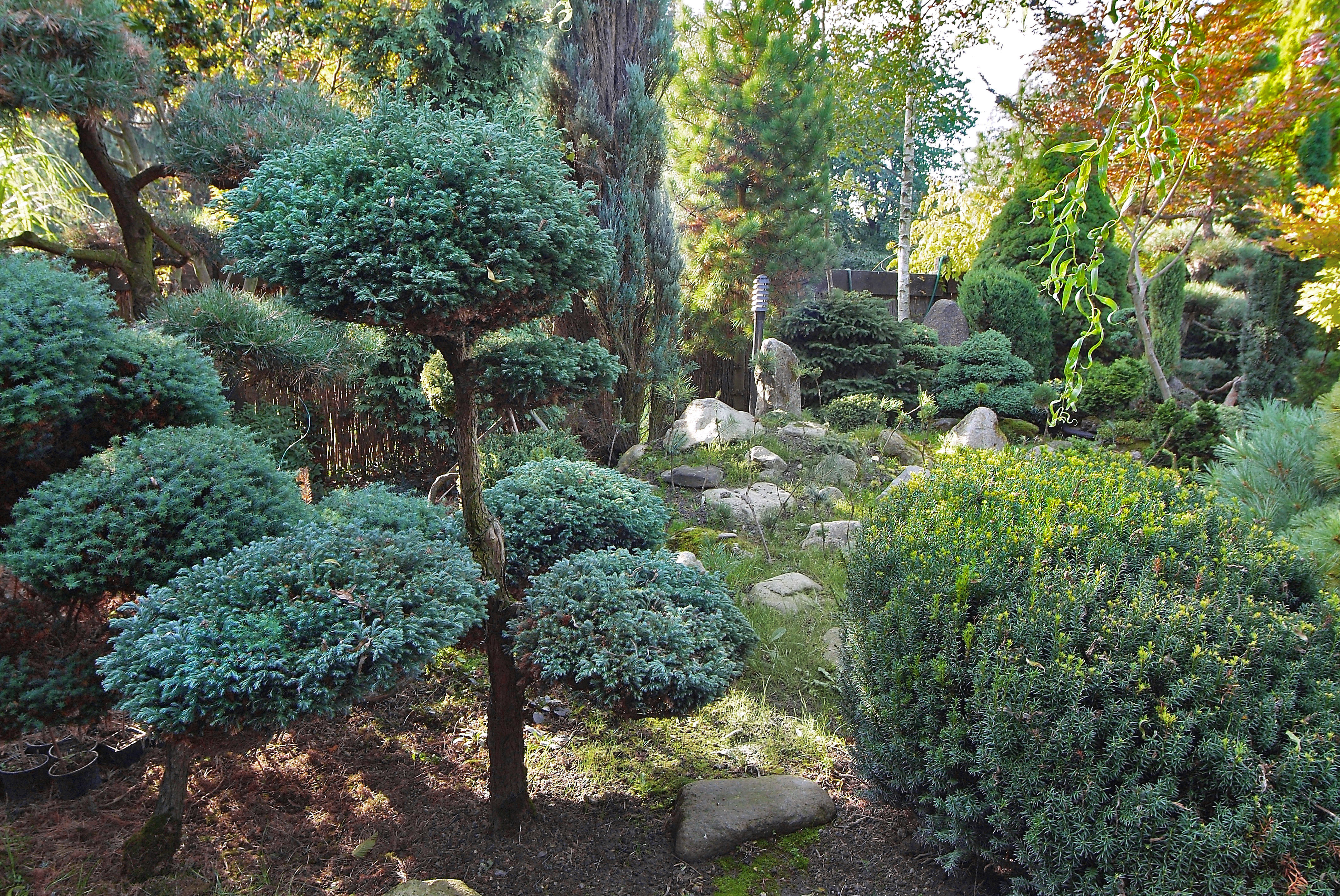 Садовый бонсаи: увлекательный процесс и впечатляющий результат