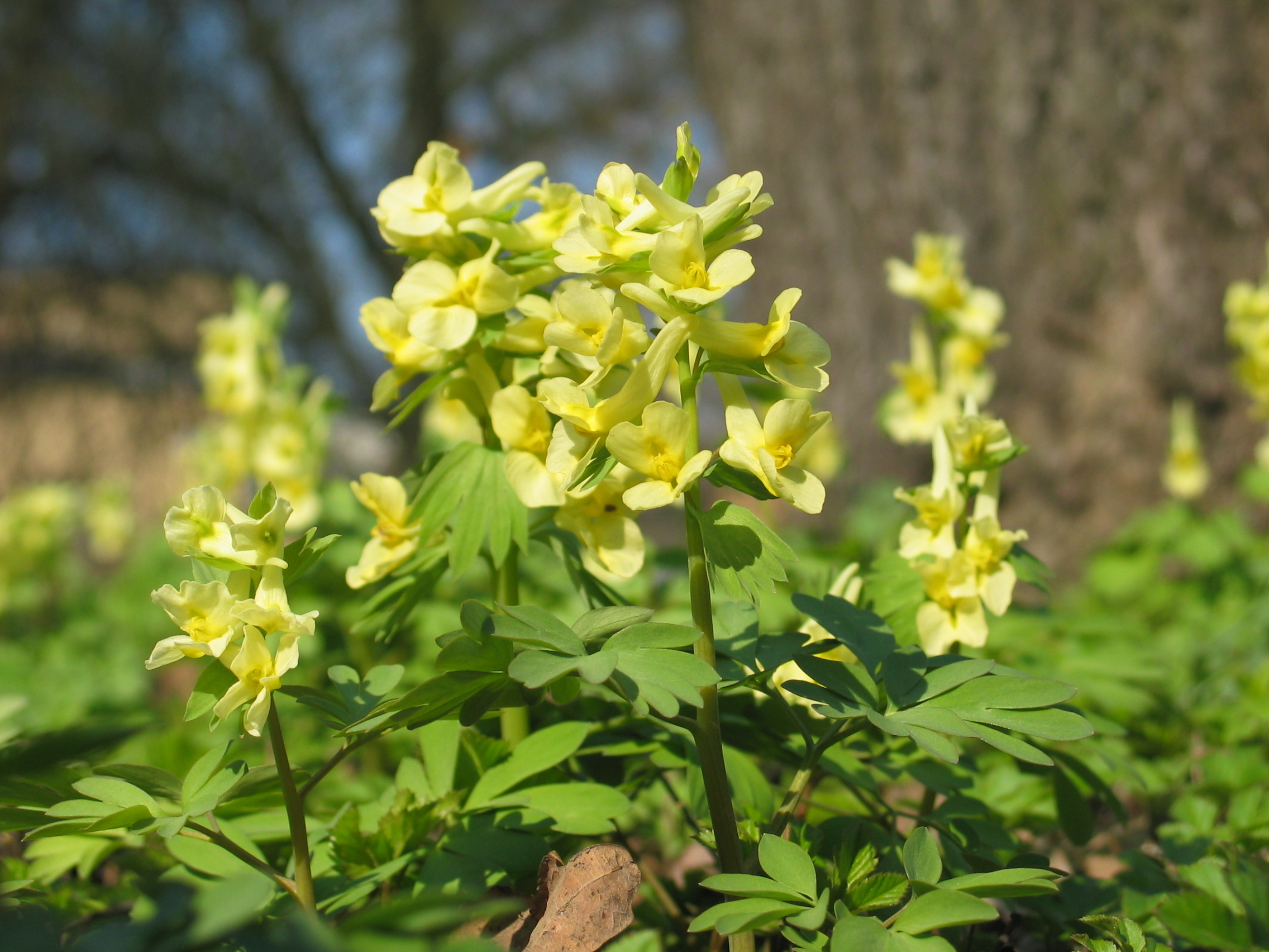 Хохлатка прицветниковая (C. bracteata)