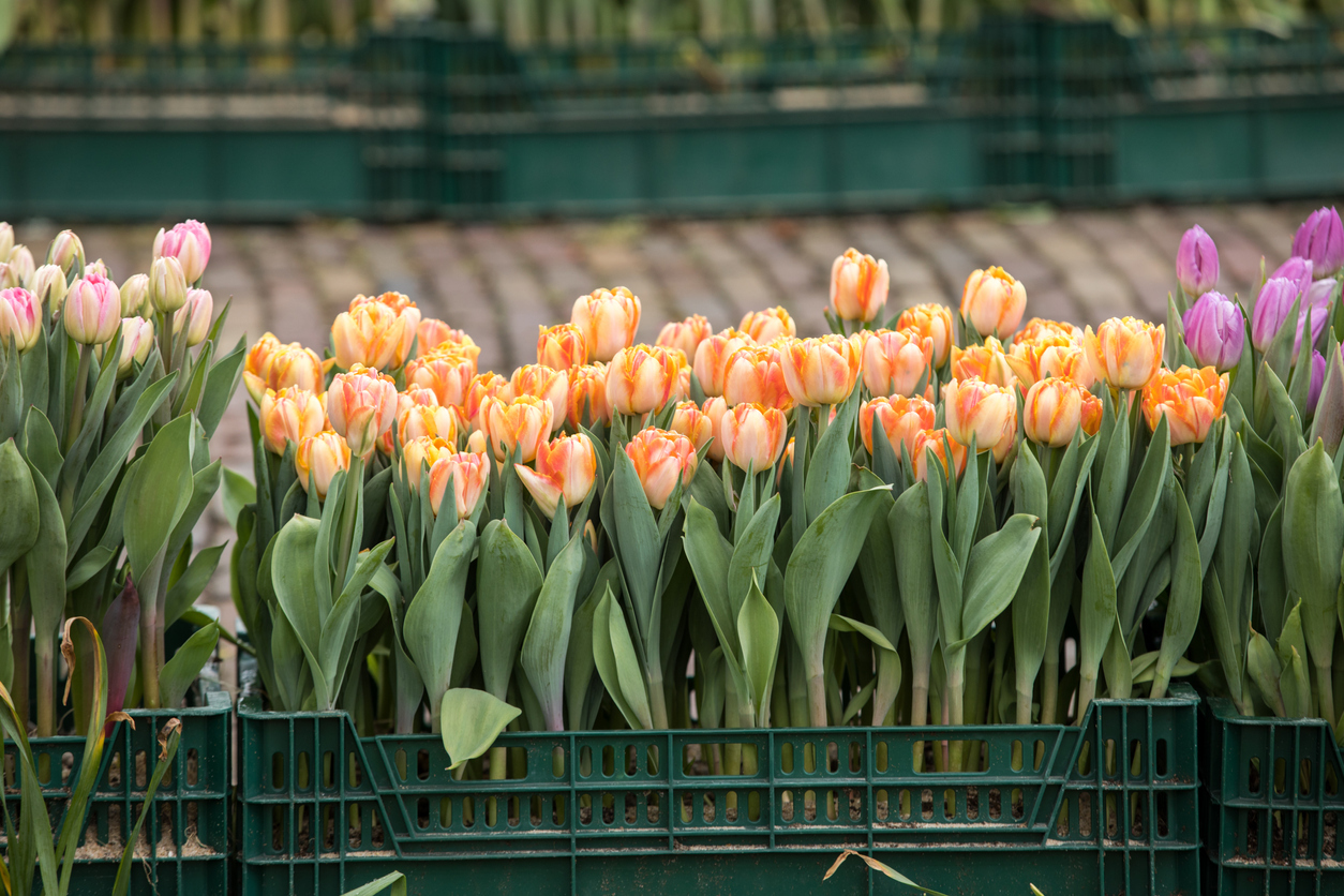 Тюльпаны в ящиках — в чем плюсы?